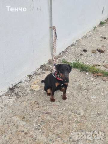 Женски ягдтериер