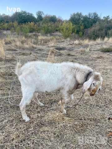Пръч, снимка 2 - Кози - 51828785