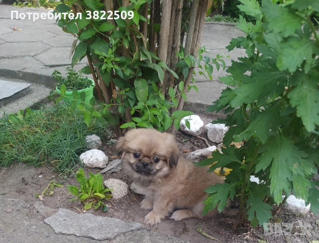 продавам пекинезче, снимка 1