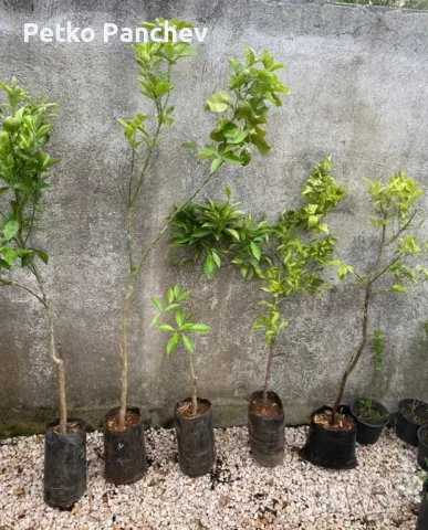 🍋🍋🍋Цитруси Лимон,Мандарина,Помело, Портокал, Грейпфрут. Помело-жълто,Грейпфрут -червен, портокал, снимка 2 - Градински цветя и растения - 50239217