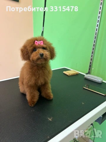 Пудел Той Мини, снимка 1