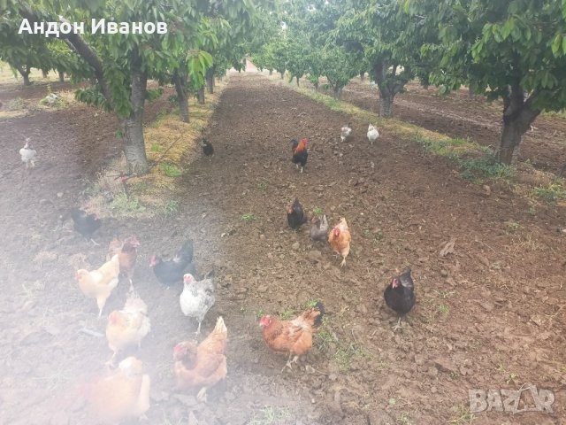 Яйца от домашни свободни кокошки за консумация и за разплод., снимка 4 - други­ - 35785868