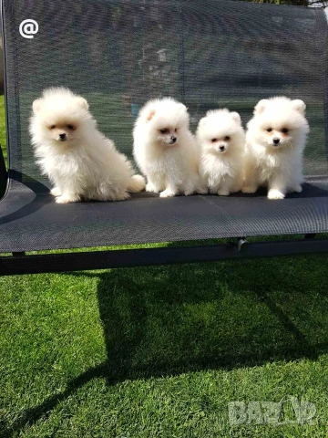 Померани померанчета своодни, снимка 4 - Померан - 54156527