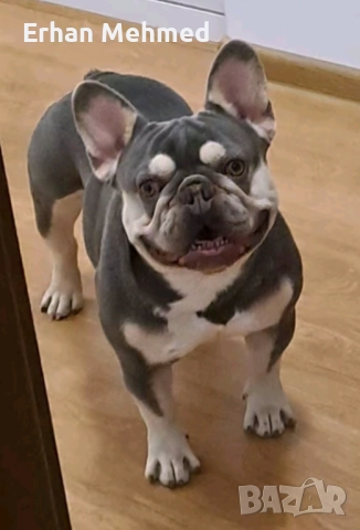 Френски булдог , снимка 2 - Търси партньор - 52724039