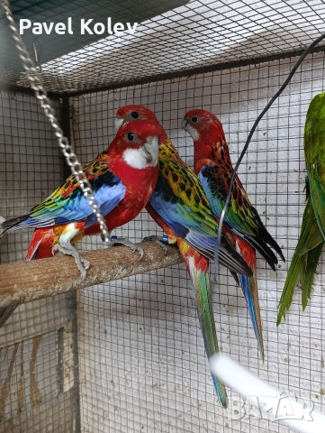 Коледна промоция на папагали , снимка 9 - Папагали - 52658143