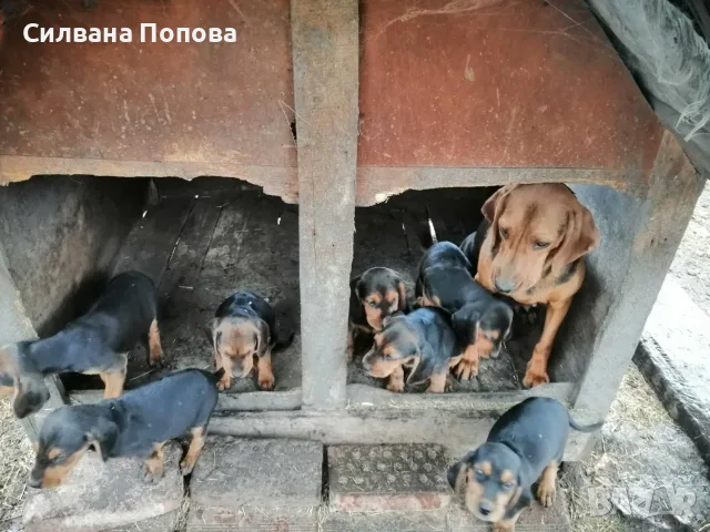 БАЛКАНСКИ ГОНЧЕТА, снимка 5 - Гонче - 56489120