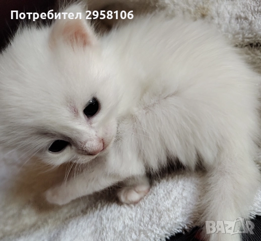 котенца бели,4 мес, снимка 11 - Британска късокосместа - 50837290
