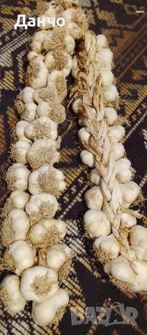 Продавам разсад-ягоди малини лозе алое Вера маруля стари сортовете семена картофи и де, снимка 11 - Разсади - 52299966