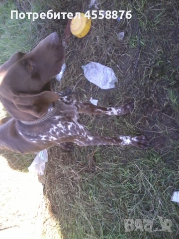 подарявам драдхар