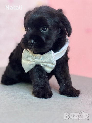 🐶 Малки съкровища търсят своя дом 🐾, снимка 11 - Други - 52828955