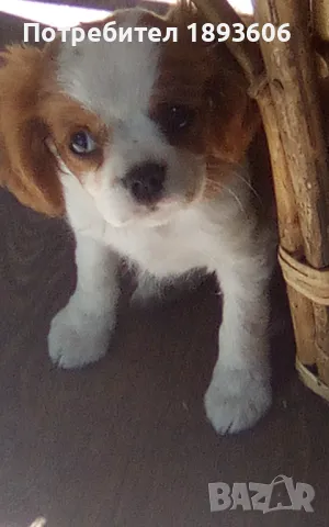 Кавалер Кинг Чарлз шпаньол