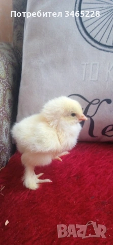 пиленца Брама,бял легхорн и Шабо 