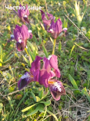 Мини ирис/джудже/перуника, снимка 7 - Разсади - 54168015