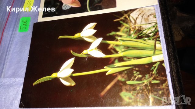 ЛОТ ТРИ СТАРИ КРАСИВИ СССР ПОЩЕНСКИ КАРТИЧКИ СЕРИЯ ЦВЕТЯ ПОЗДРАВИТЕЛНИ 6560, снимка 3 - Филателия - 38571187