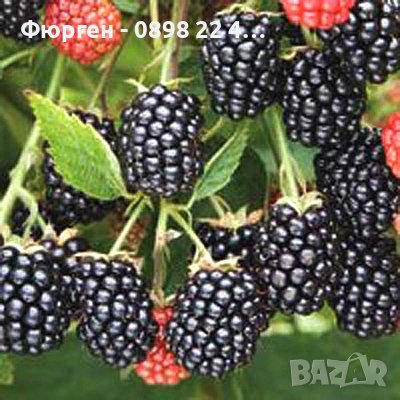 Къпина Лох Тай - Loch Tei, снимка 5 - Разсади - 42432478