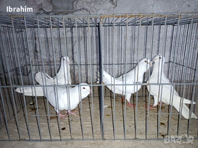 Adanski galabi, снимка 2 - Гълъби - 29846386