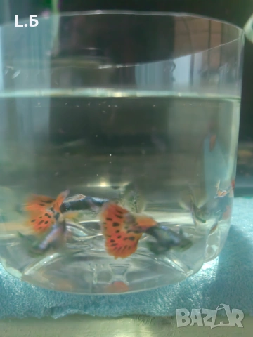 Гупи дъмбо мозайка