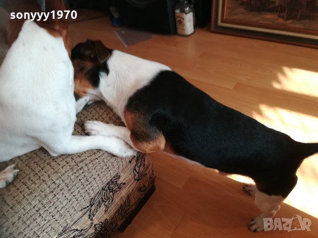 джакове в игра 1202211629, снимка 9 - Джак ръсел териер - 31788922