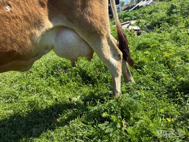 Продавам крава, снимка 5 - Крави - 54325584