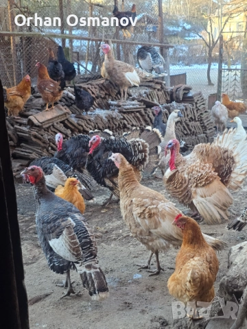 Пуяци, Пуйки , снимка 2 - Кокошки и пуйки - 52934075