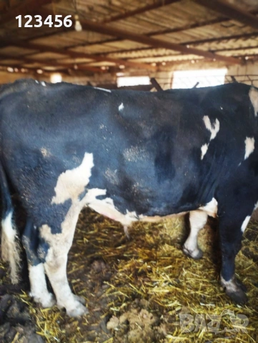 Продавам бик  4 евро/кг, снимка 2 - Крави - 53874445