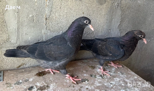 Поморийски Ролер Силни на въртене, снимка 5 - Гълъби - 54296900