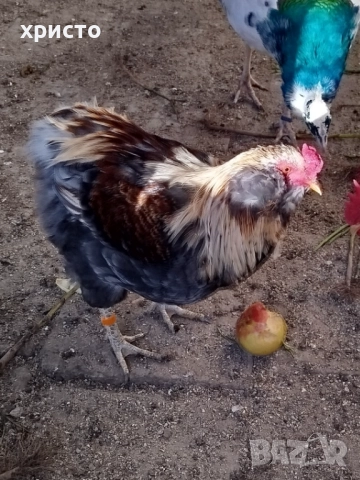 Петел Араукана