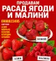 расад ягоди и малини, снимка 1