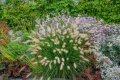 Пенисетум Малкото зайче, Pennisetum alopecuroides Little Bunny , снимка 1 - Градински цветя и растения - 42225243