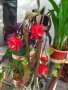 Епифилиум стайно цвете резници и саксии , снимка 13