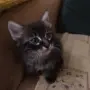 Малки котенца търсят своя дом, снимка 3