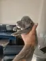 Американско були покет  American bully , снимка 6