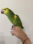 Ръчно хранена Синьочела Амазона, снимка 2