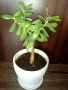 Красула-дървото на живота 50см.+голяма бяла керамична саксия с подложка , снимка 2