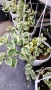 Кошница с вариегатна Винка, Vinca major Variegata, снимка 6