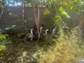продава домашни гъски, снимка 1