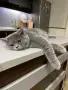Британска котка, снимка 1