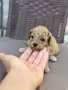 Той пудел toy poodle, снимка 9