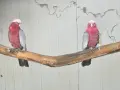 Днойка розово какаду, снимка 3