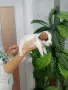 Джак ръсел териер, снимка 6