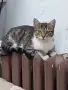 Подаряваме котенце , снимка 4