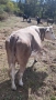 Продавам месодайна крава цена , снимка 8