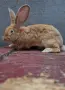  белгийски великани и други , снимка 1