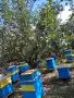 Продавам  пчелни  семейство , снимка 1