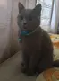 Шотланско коте въспитано , снимка 1