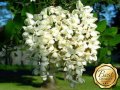 400 висококачествени семена от бързо растяща медоносна бяла акация която цъфти два пъти, бял салкъм,, снимка 13