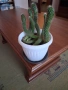 Кактус - две саксии, снимка 6