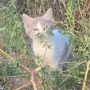 Котета на два месеца и майката на една годинка, снимка 1