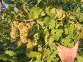 Мускат отонел грозде, снимка 3