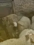свободни 9 овце + коч, снимка 4